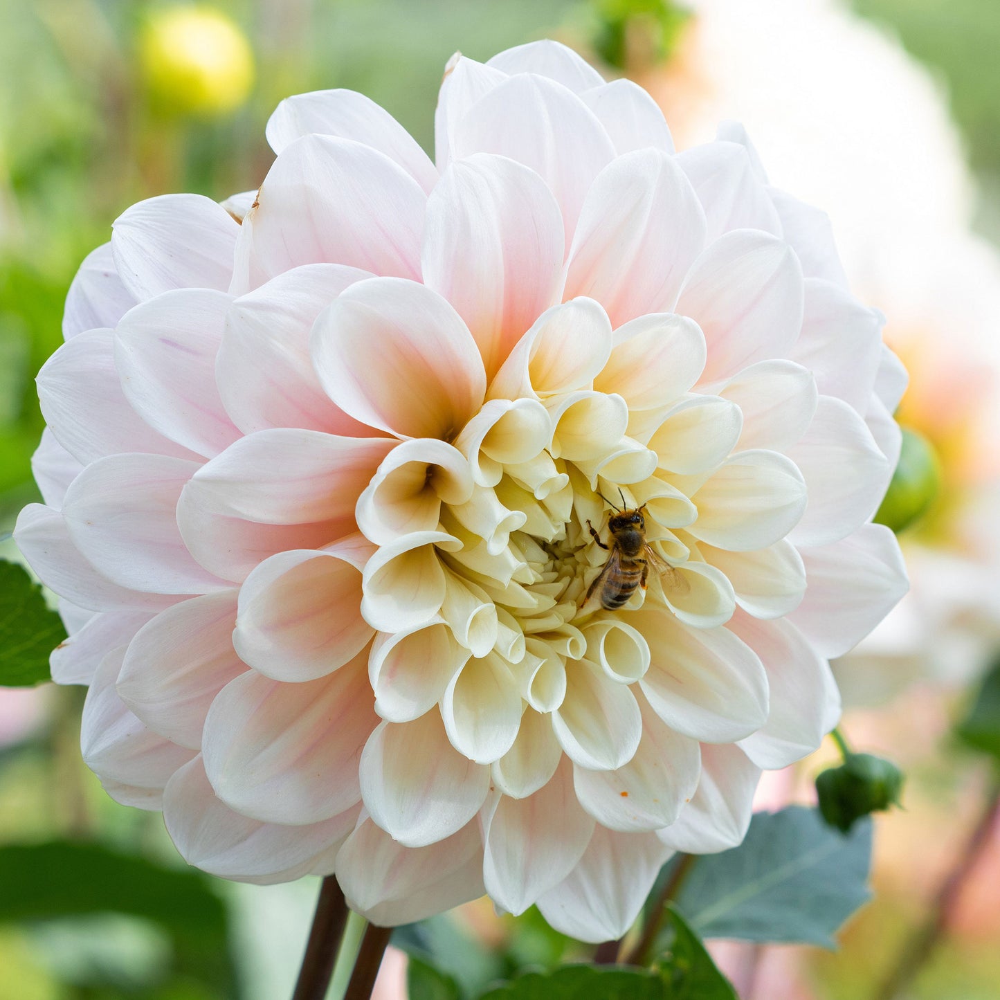 dahlia sweet nathalie