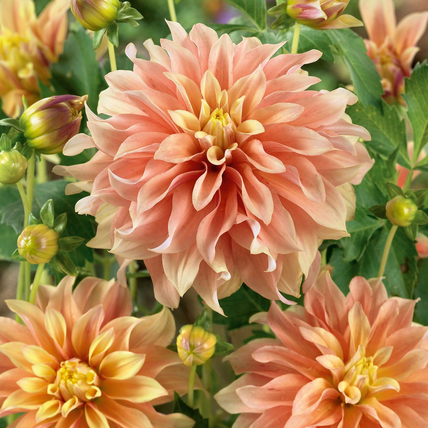 dahlia tyrell