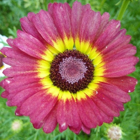 flame painted daisy 