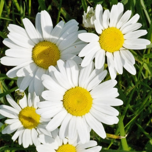 ox eye daisy 