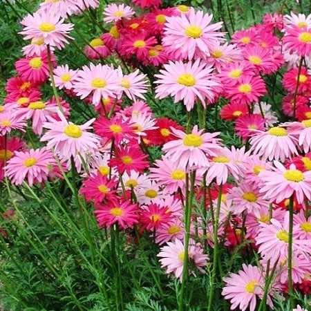 robinsons giant mix painted daisy