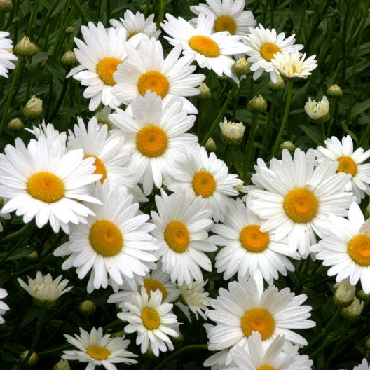 shasta daisy