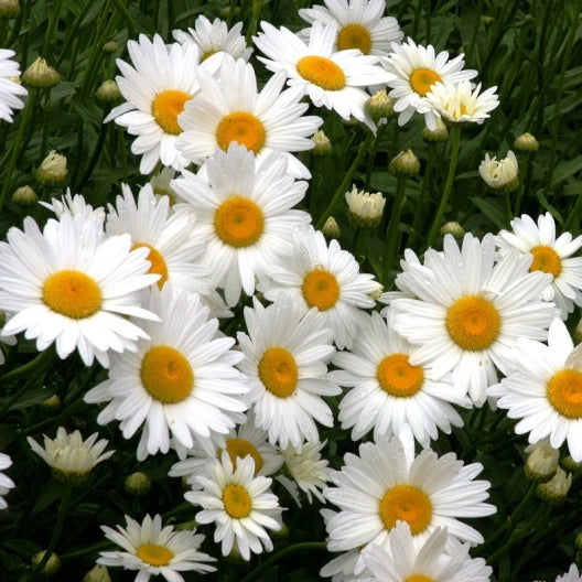 shasta daisy 