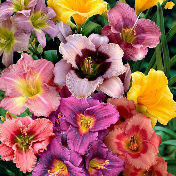 daylily happy mix