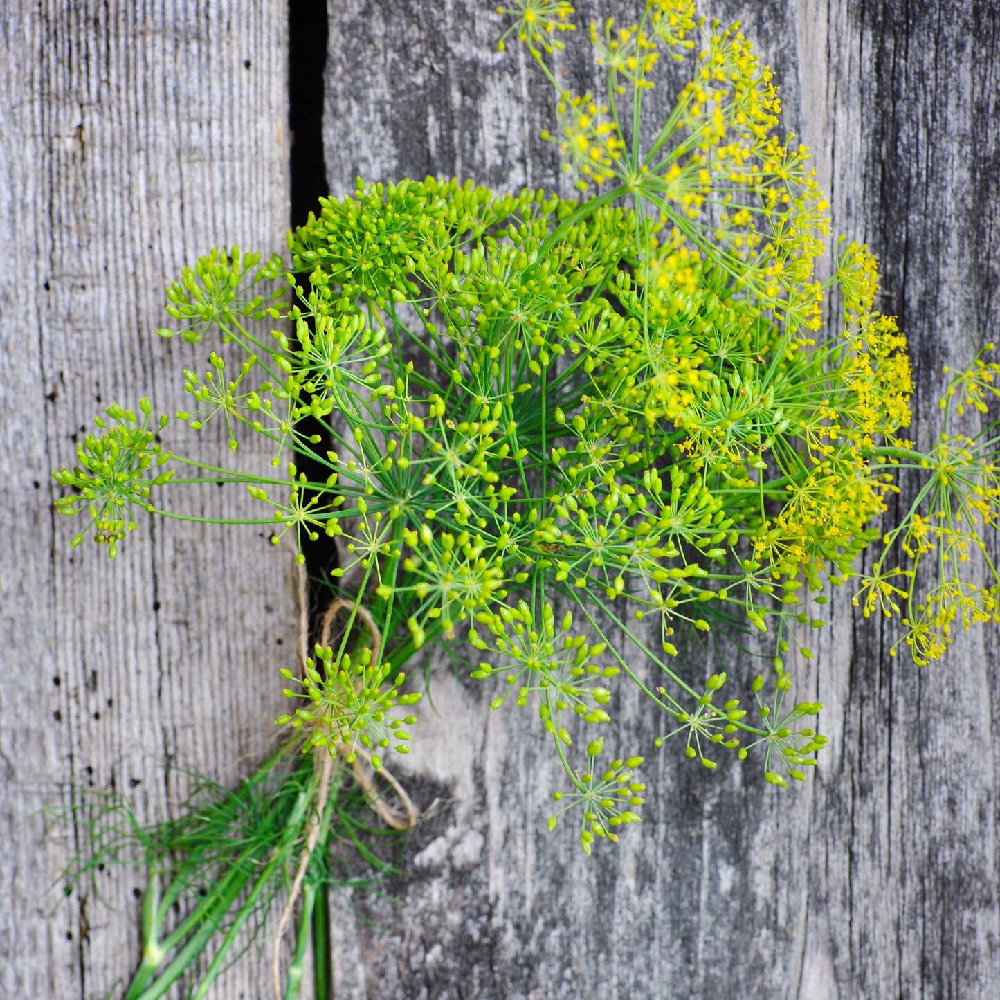 Long Island Mammoth Dill