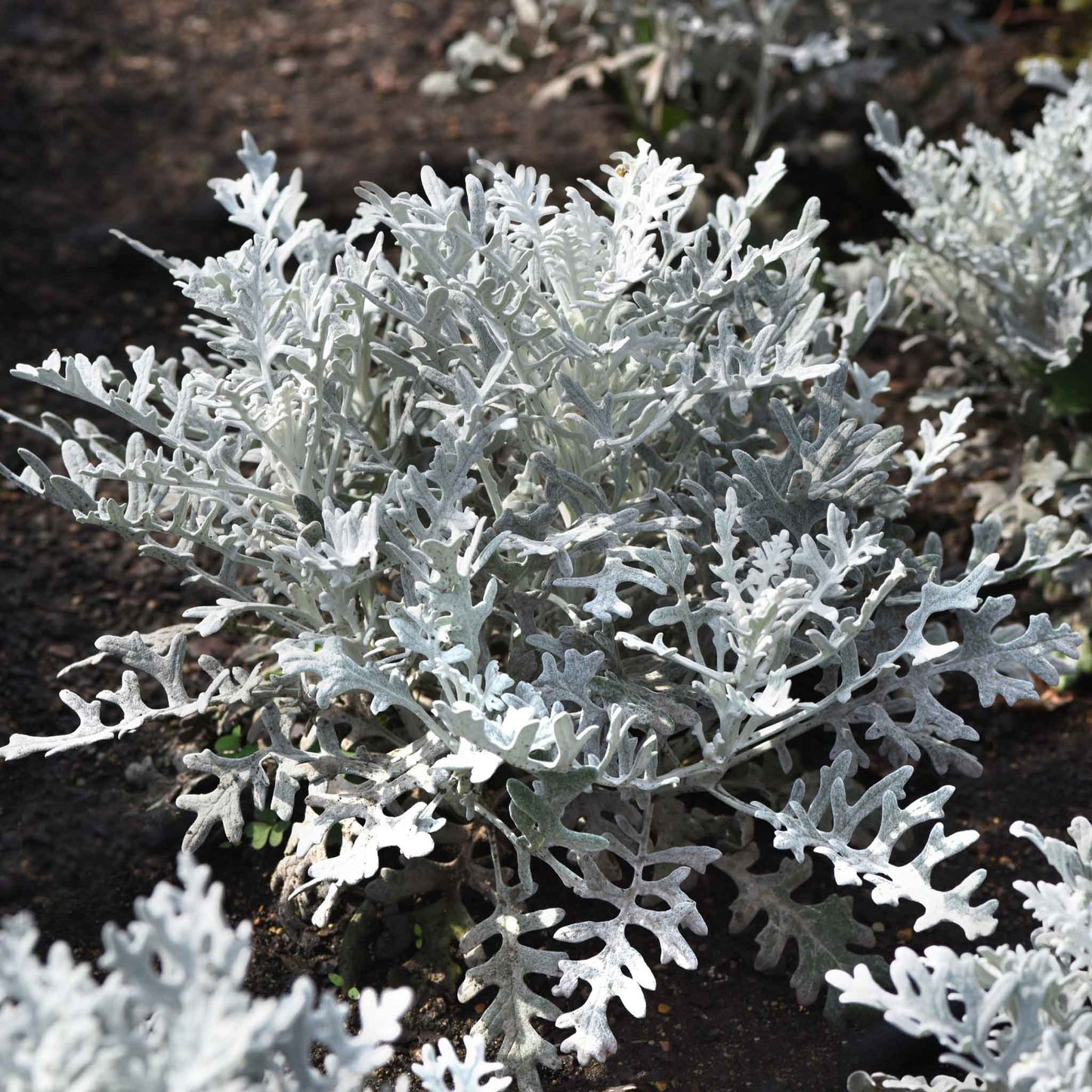 dusty miller silverdust