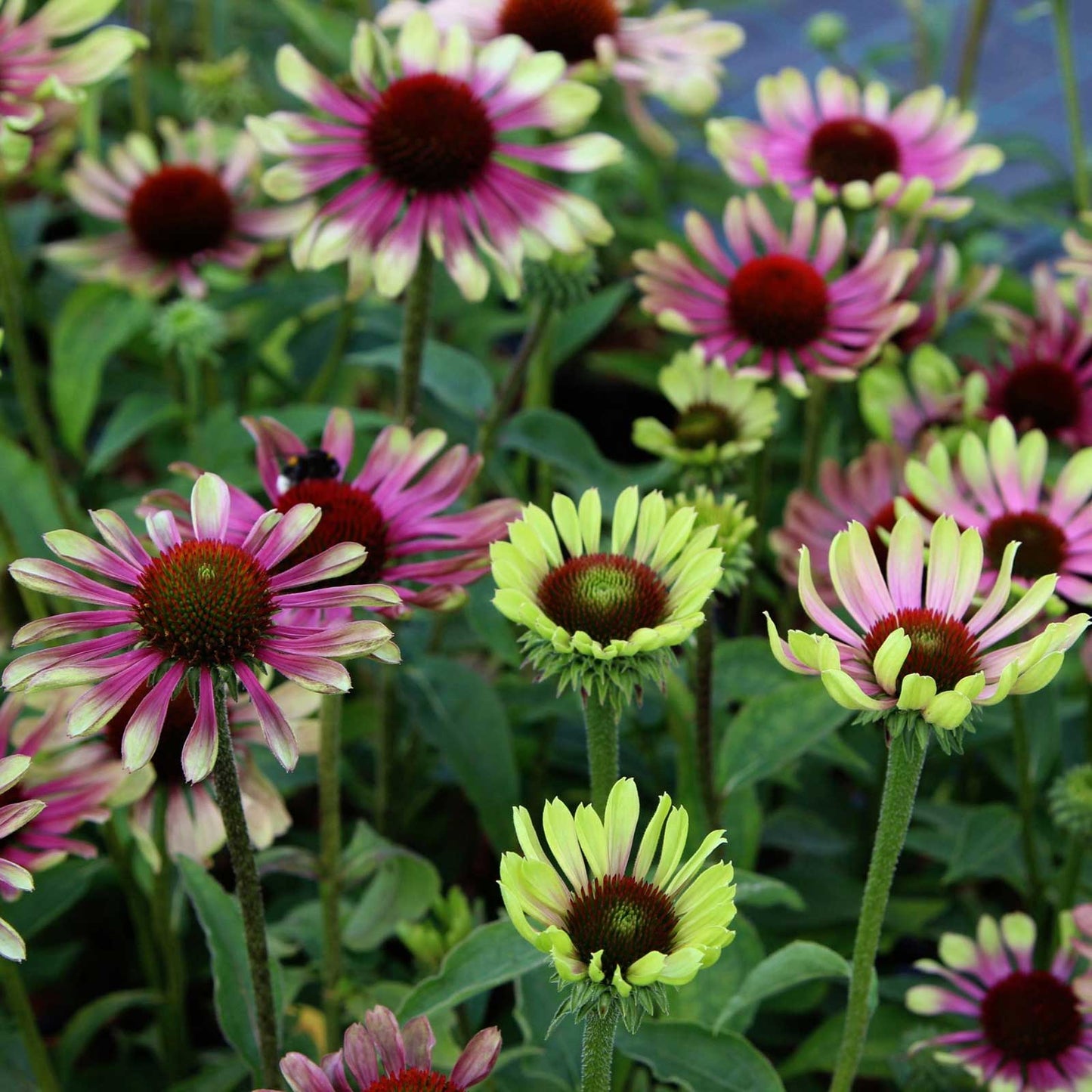 echinacea green twister