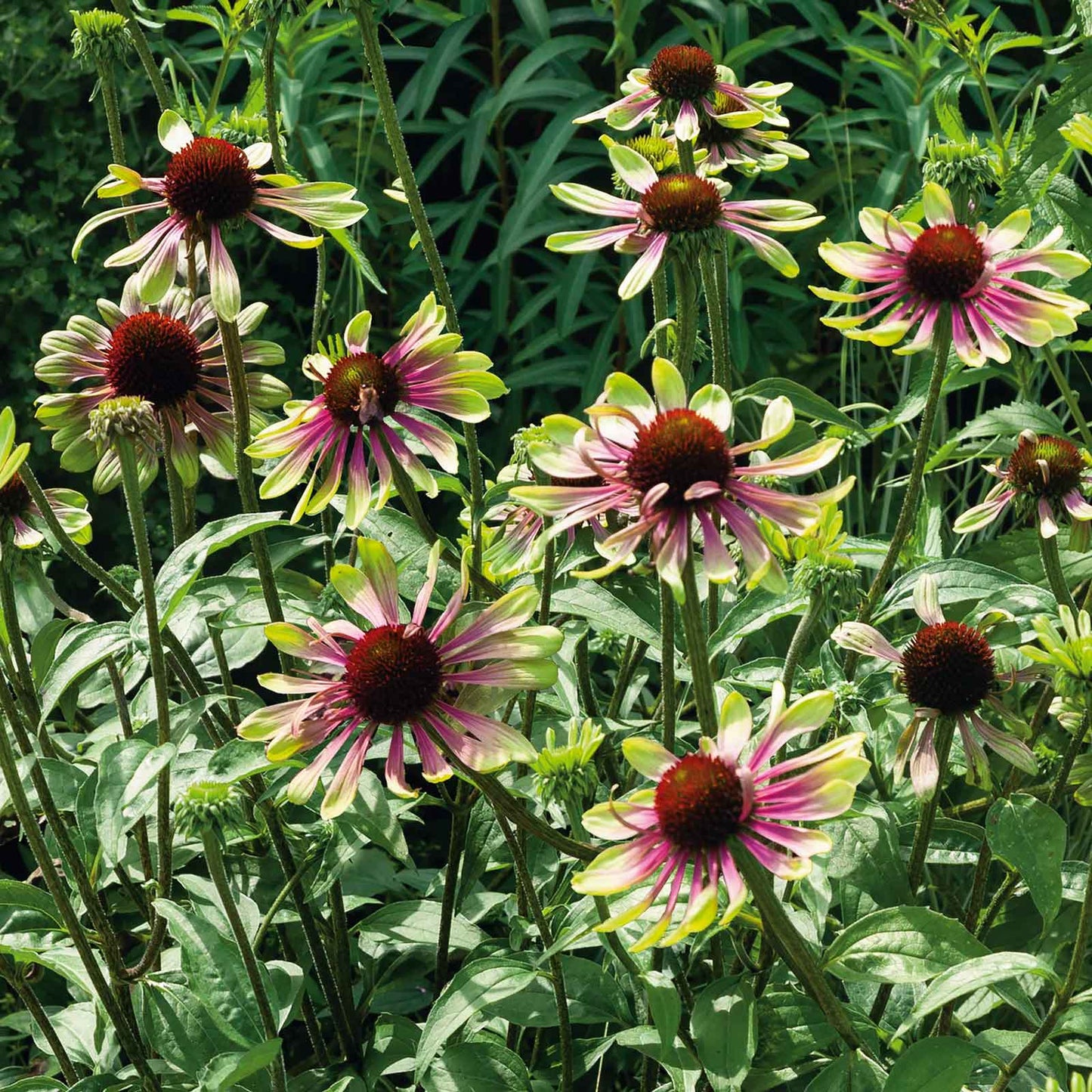 echinacea green twister