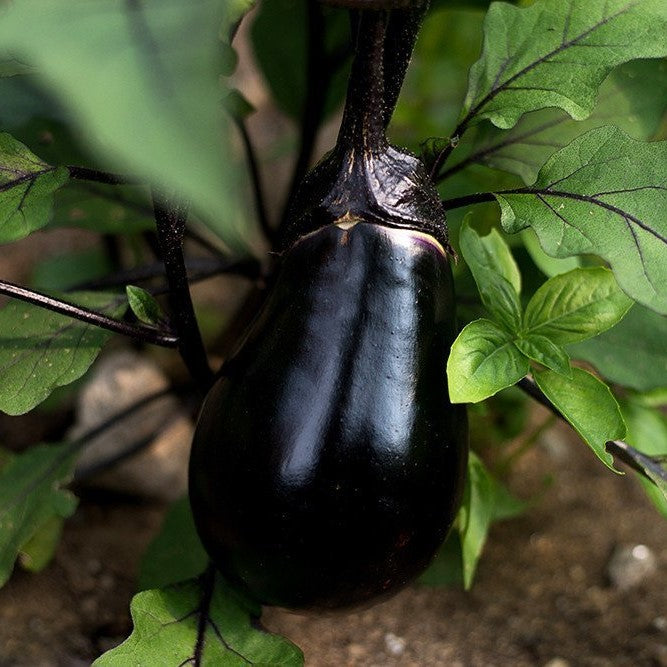 black egg eggplant