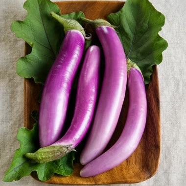 long asian eggplant
