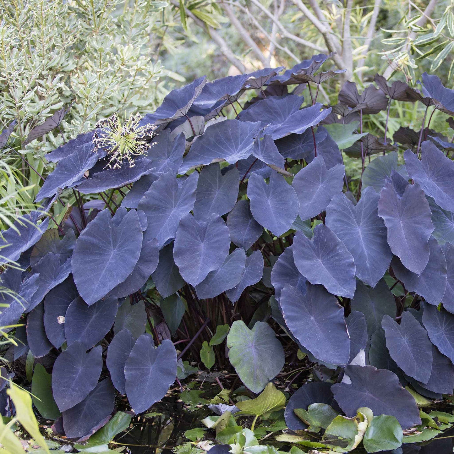 elephant ear black magic