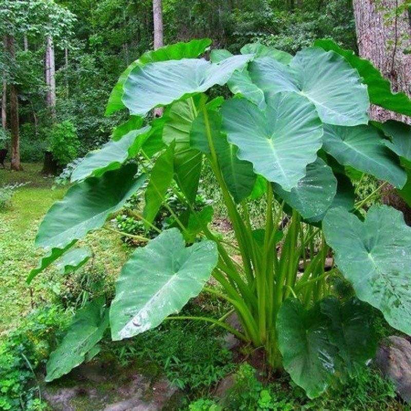 jumbo elephant ears