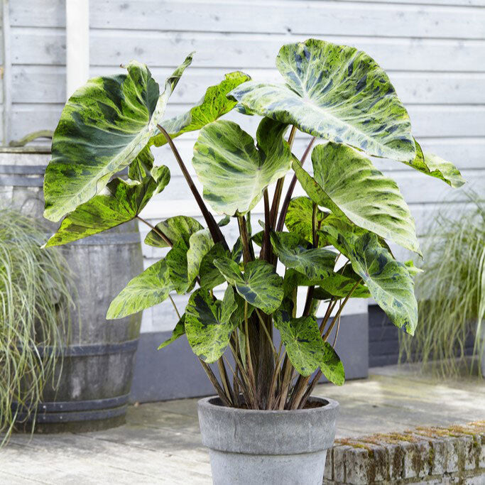 elephant ear plant with edible leaves spenich Elephant Ear Bulbs - Mojito | Spring Flower Bulbs