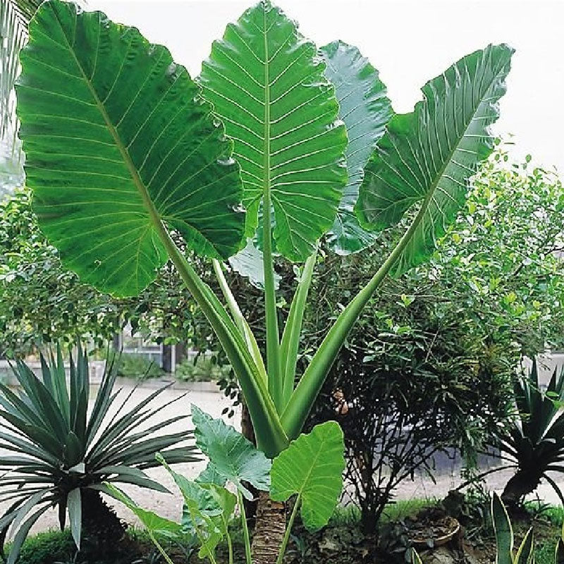 Upright Elephant Ears Bulbs - Jumbo | Spring Flower Bulbs | Eden Brothers