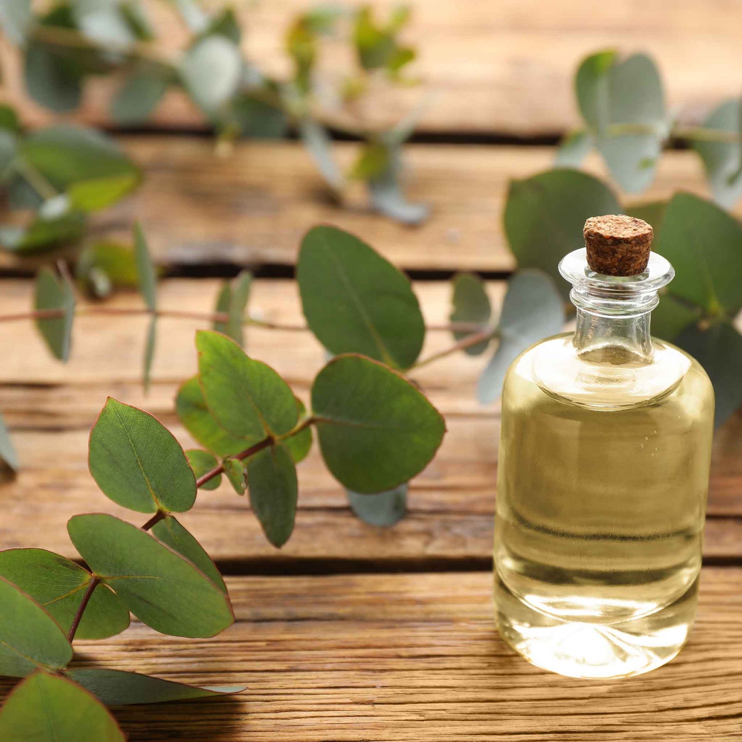 A close-up of silver dollar eucalyptus leaves and a bottle of eucalyptus oil.