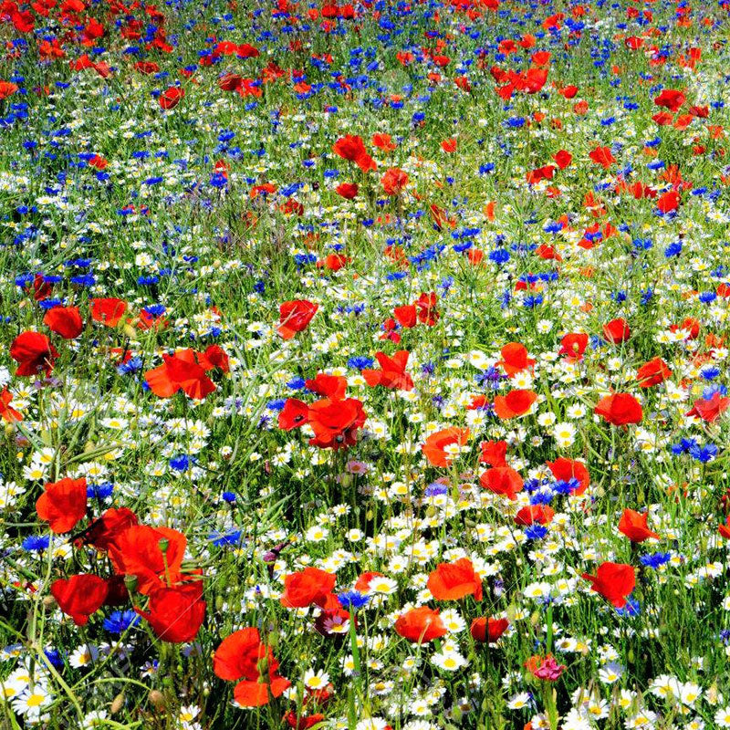 Blue Wildflower Seed Mix