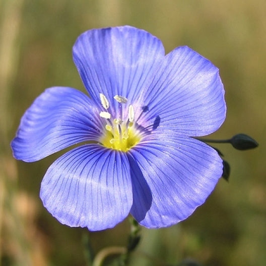 Annual Blue Flax Seeds Flower Seeds in Packets Bulk Eden