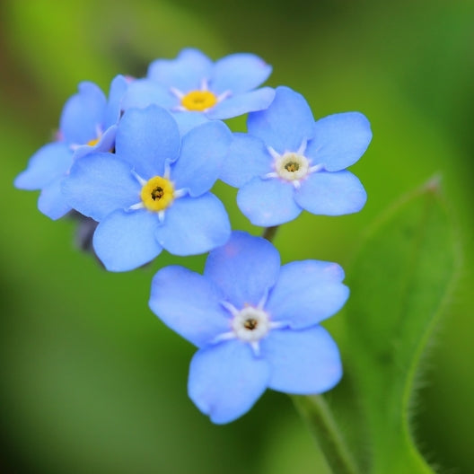 Forget Me Not (Dwarf) Seeds - Ultramarine - Ounce, Blue, Flower Seeds, Eden Brothers