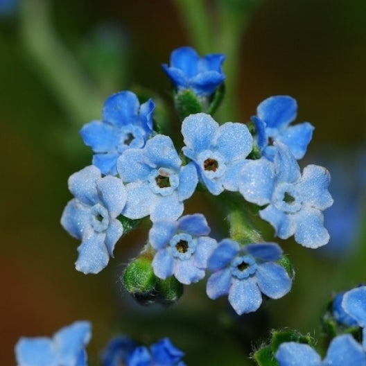 Forget Me Not (Dwarf) Seeds - Ultramarine - Ounce, Blue, Flower Seeds, Eden Brothers