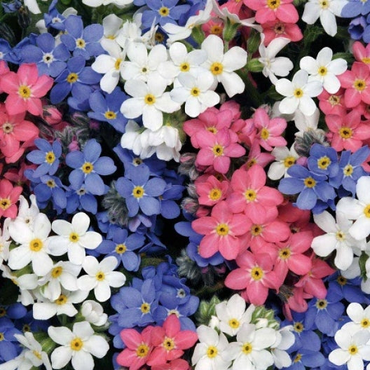 Forget Me Not Seeds - Mixed Colors