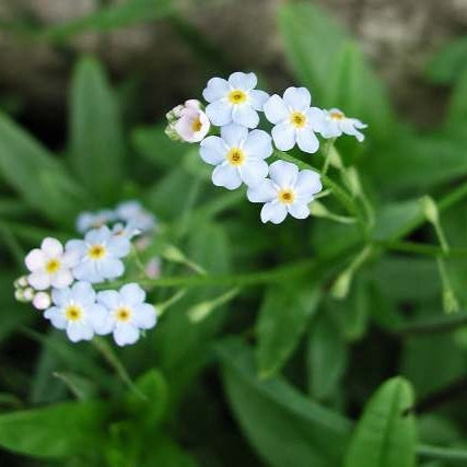 Forget Me Not Seeds - White
