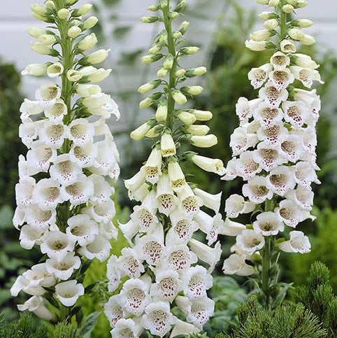 alba foxglove