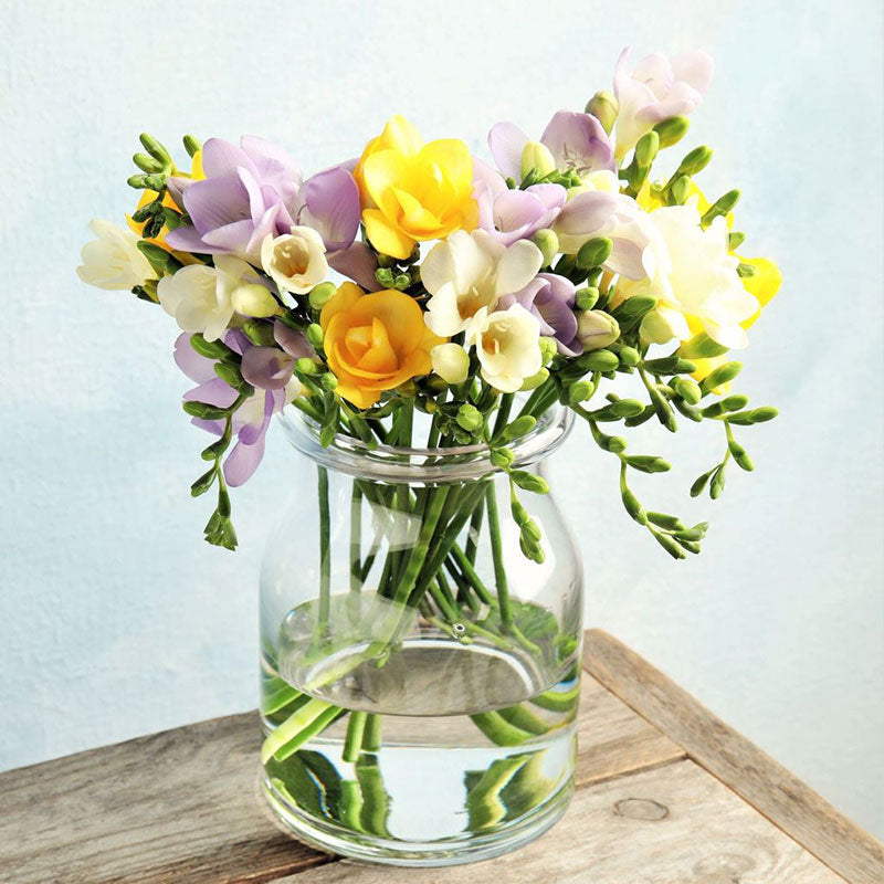 Freesia flower on sale