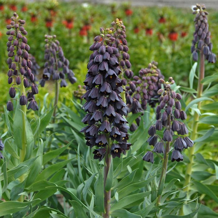 persica fritillaria