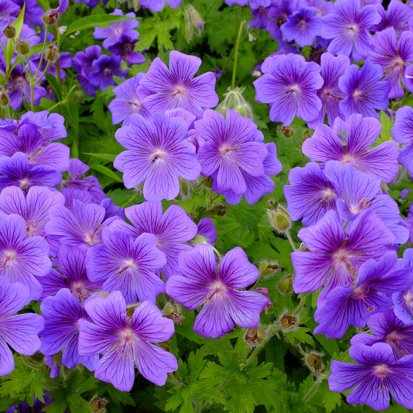 purple cranesbill geranium