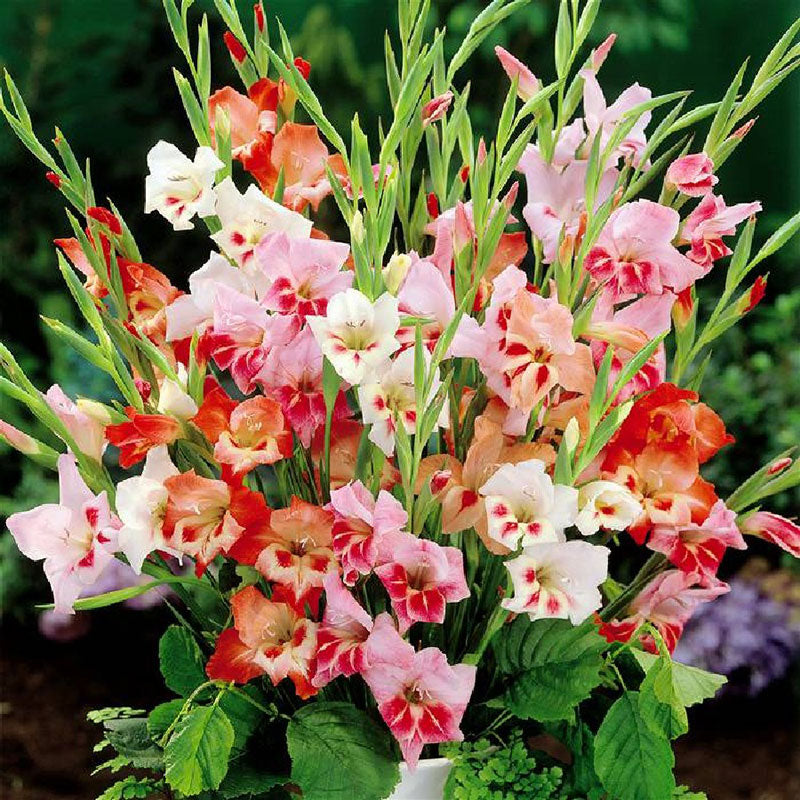 dwarf mix gladiolus