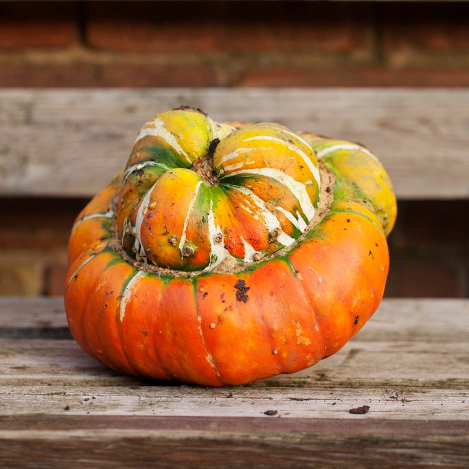 turks turban gourd