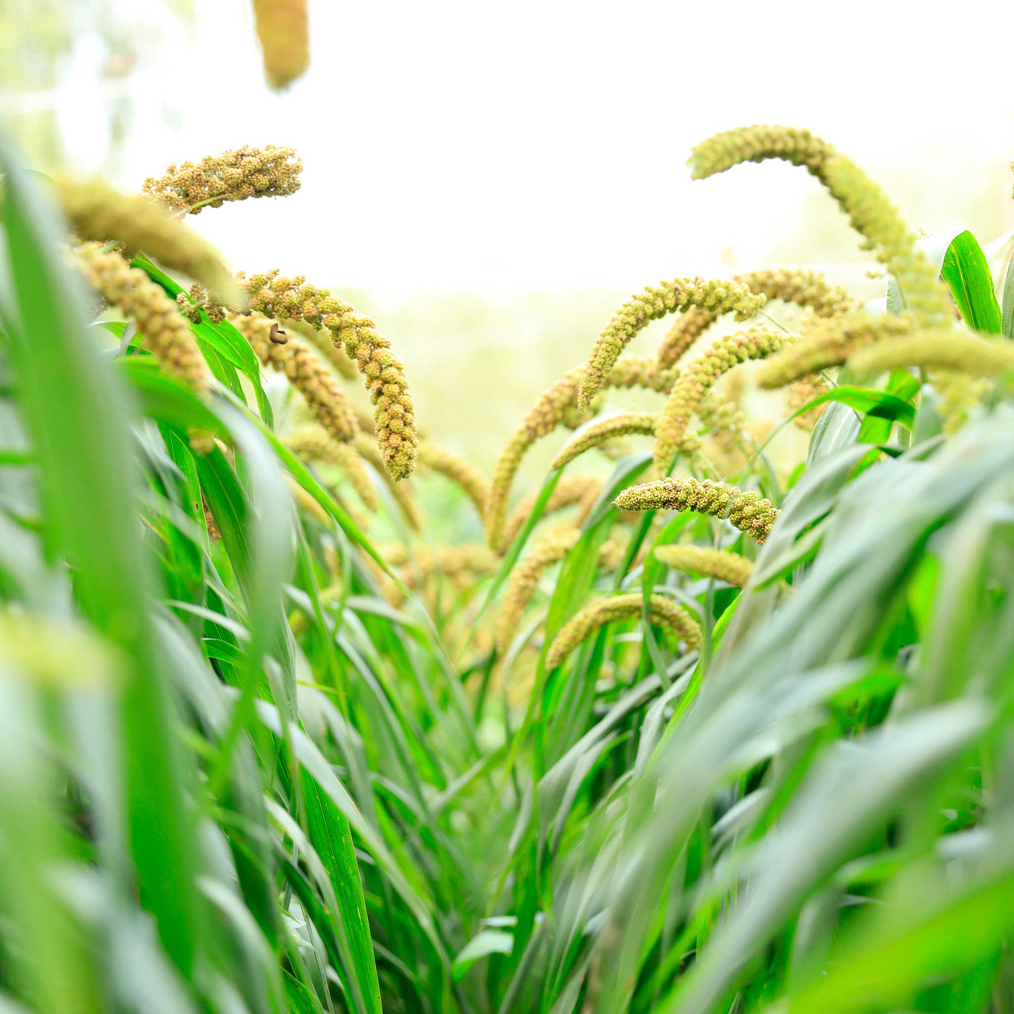 millet plant seeds Foxtail Millet Grass Seeds, Green