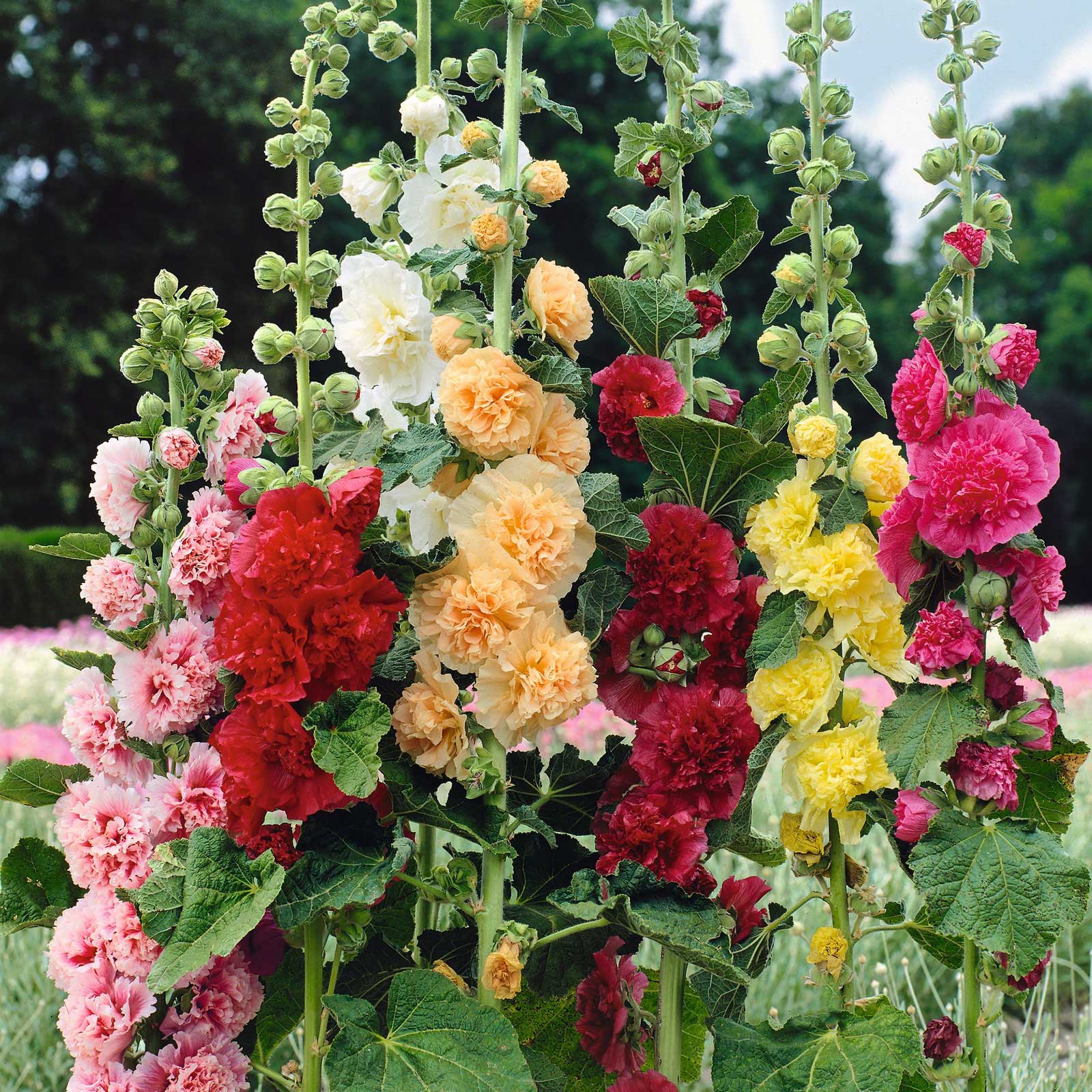 hollyhock chaters double