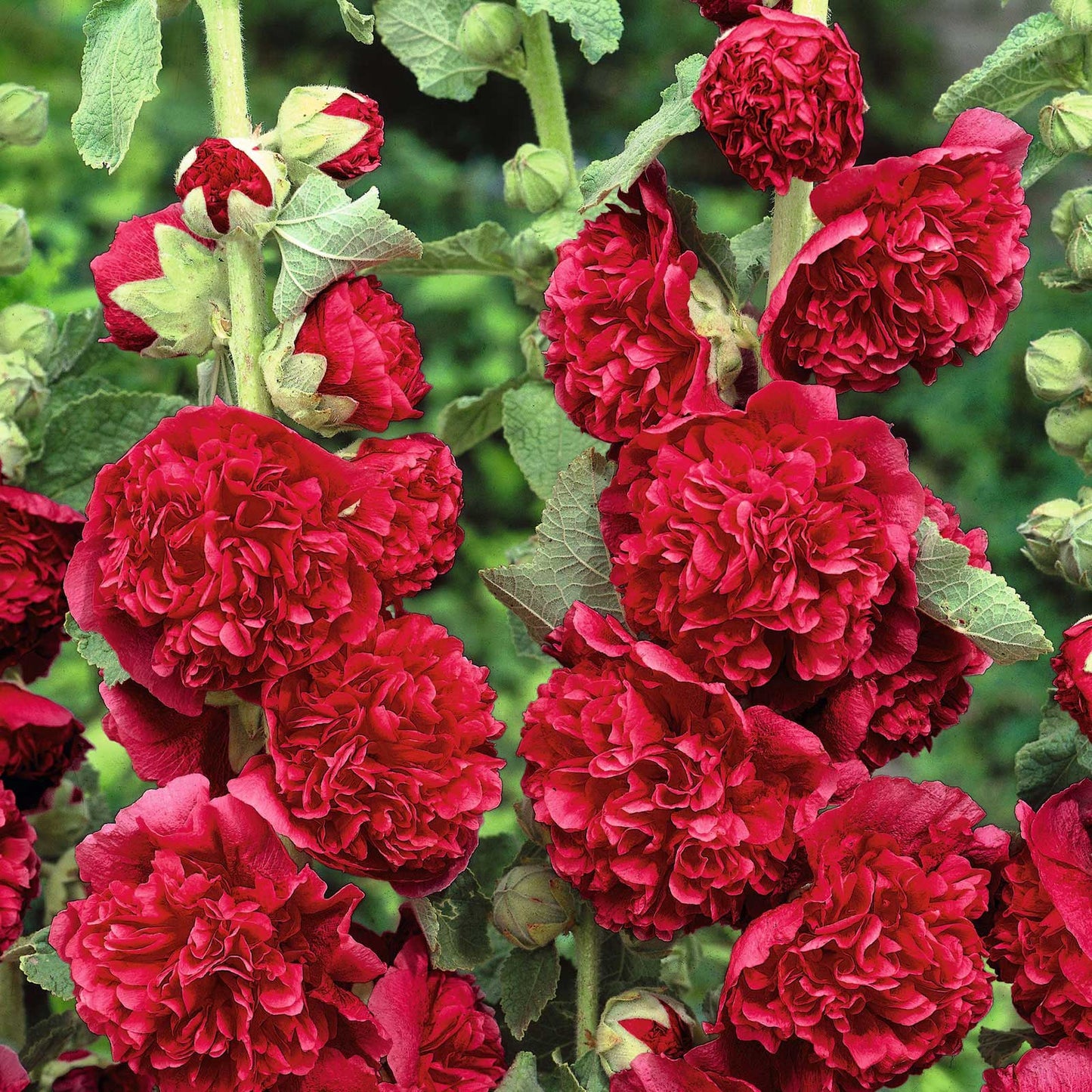 red chaters double hollyhock