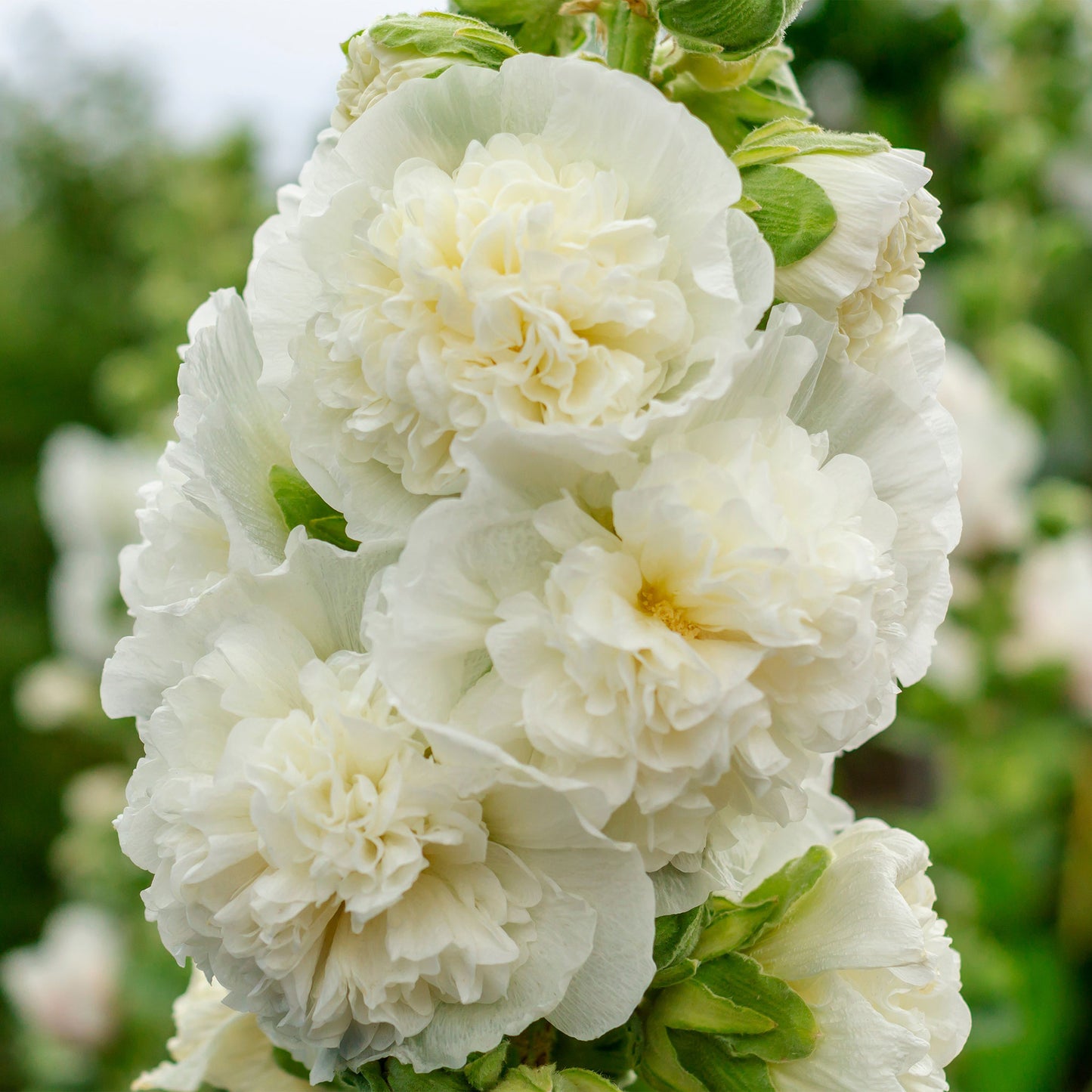 chaters white hollyhock