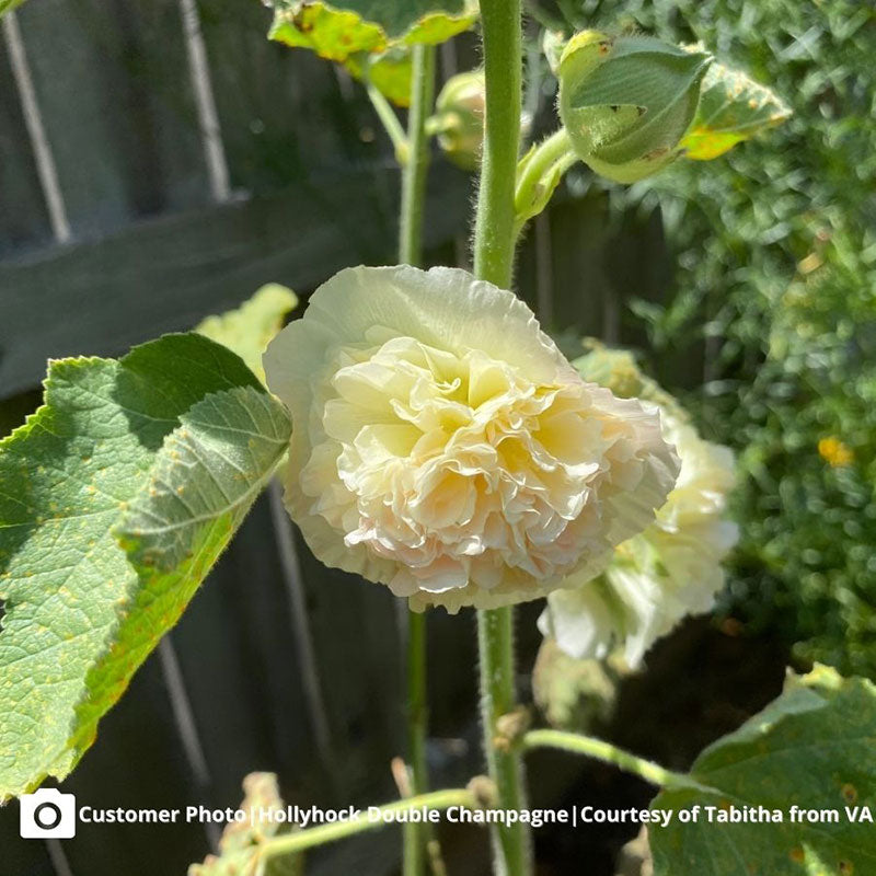 champagne majorette hollyhock