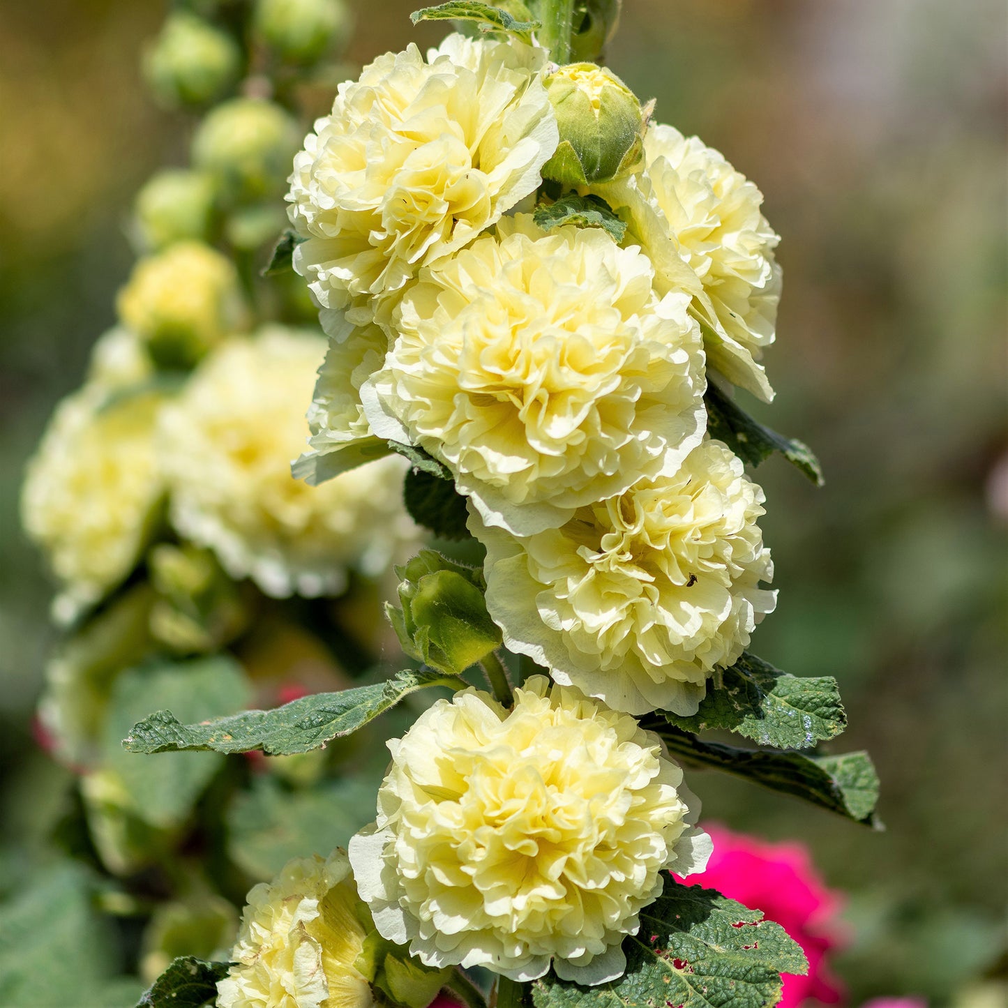 yellow majorette hollyhock