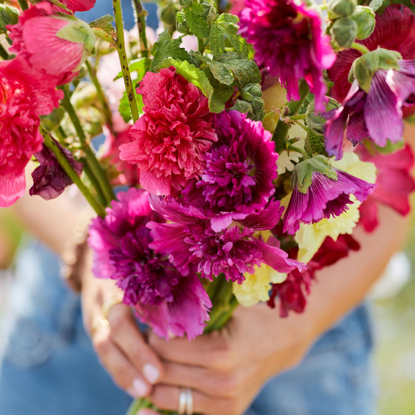 queeny mix hollyhock 