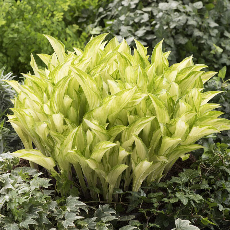 hosta kiwi spearmint