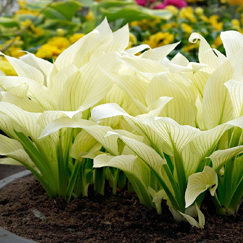 White Feater Hosta