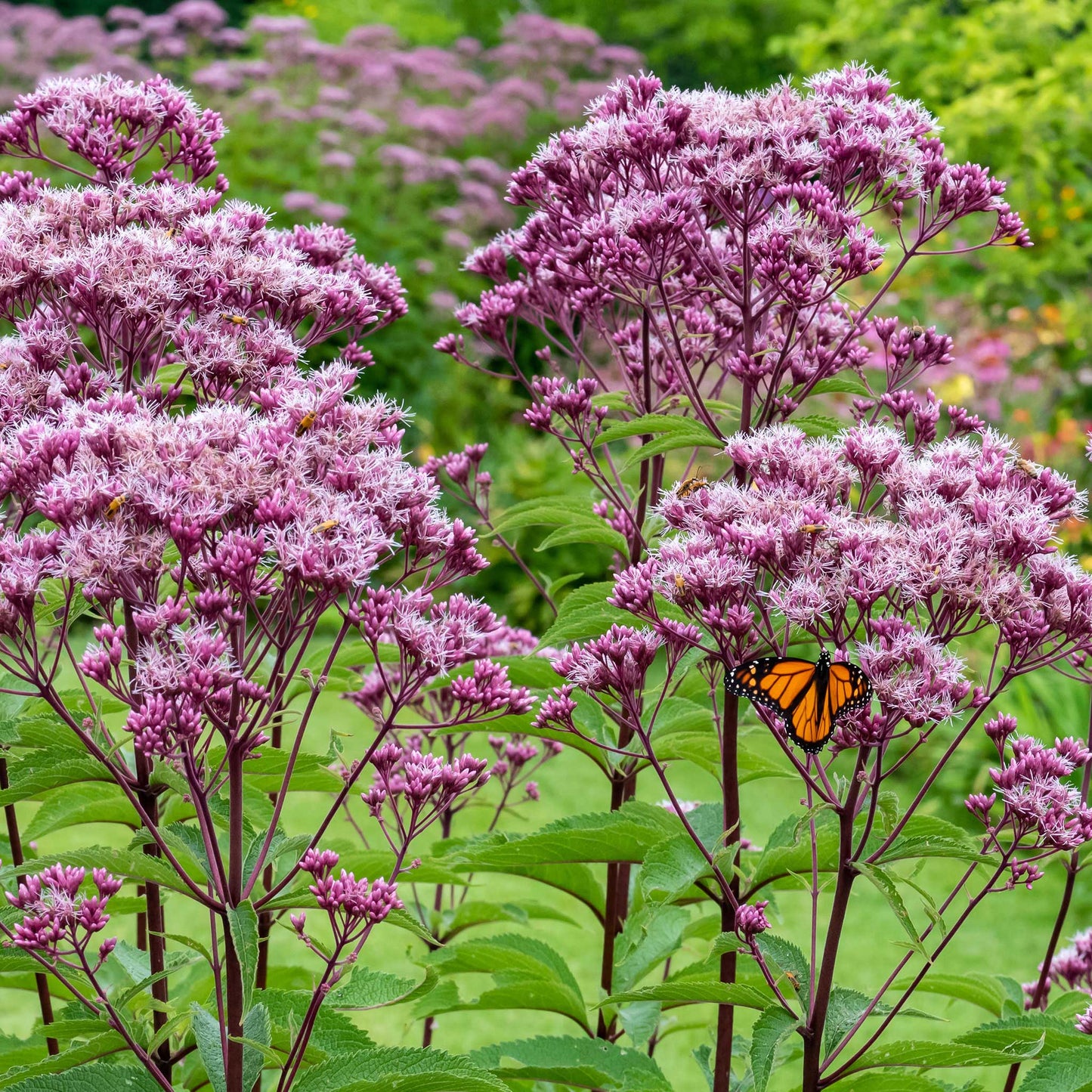 joe pye weed 