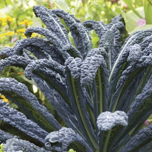 black magic kale