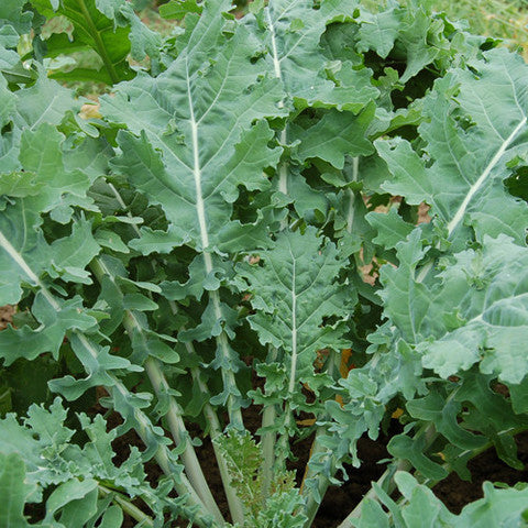 white russian kale