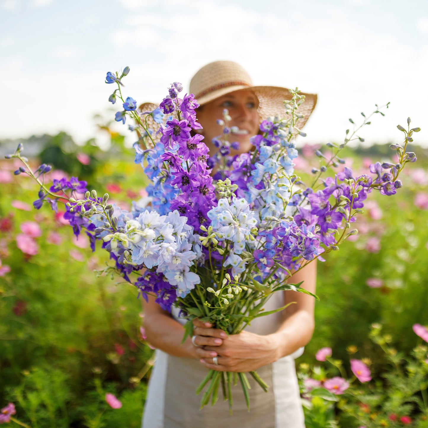 rocket larkspur