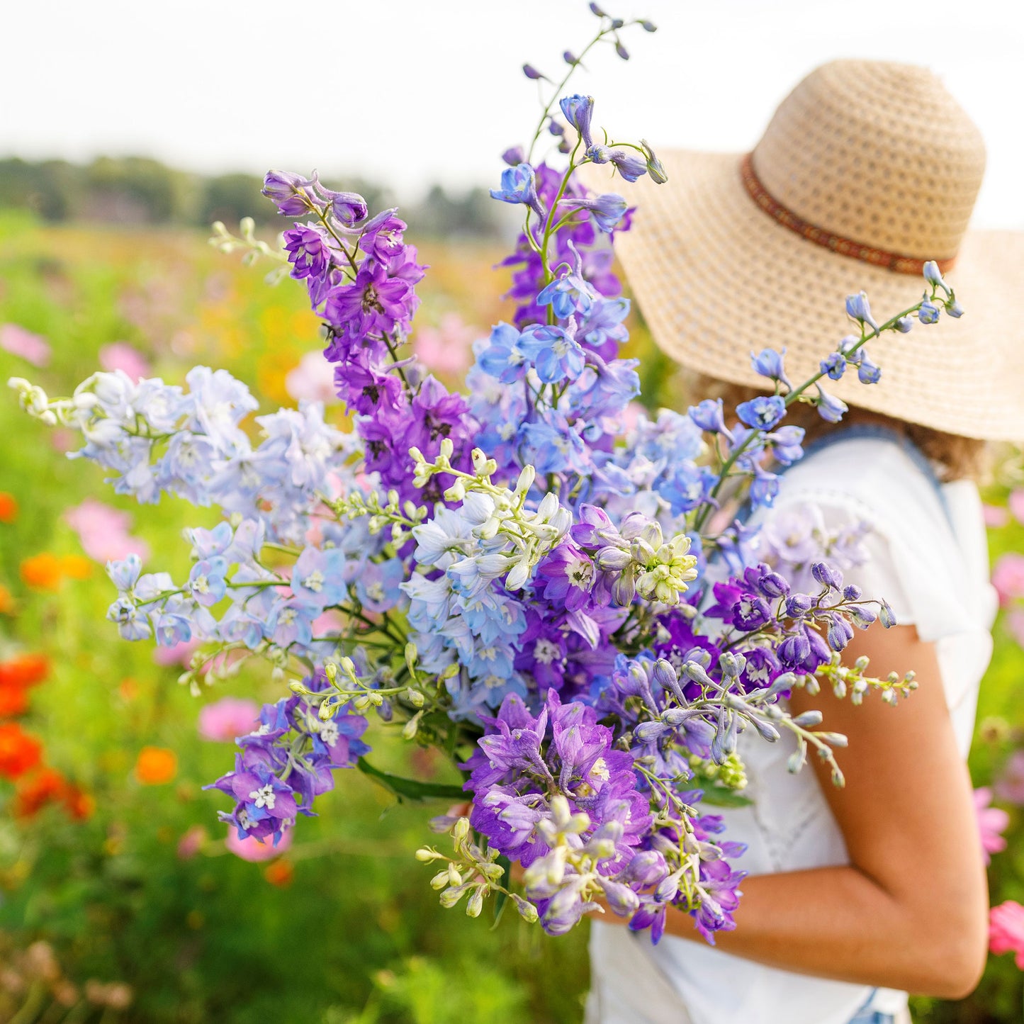 rocket larkspur