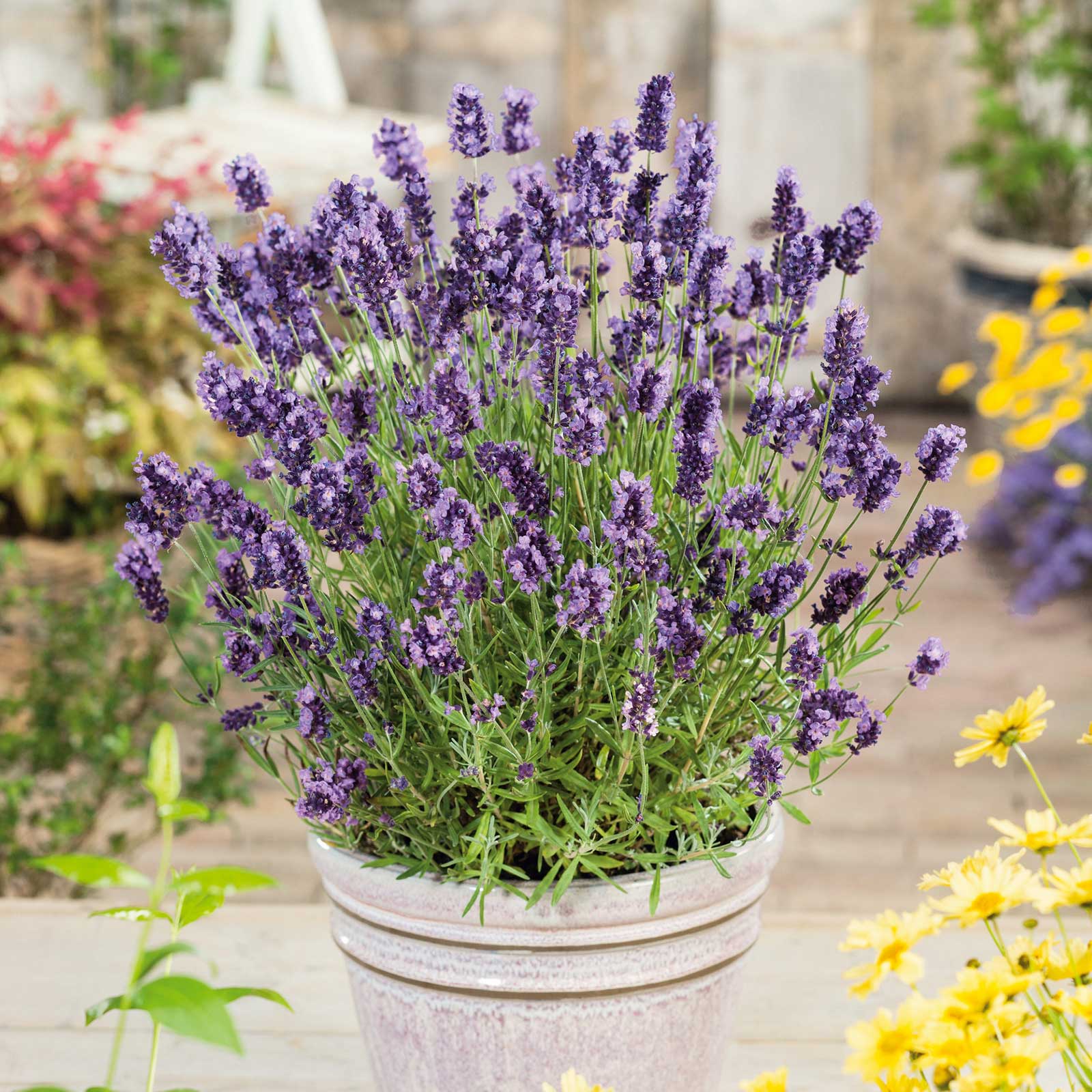 Ellagance Purple lavender potted plant with purple flowers against a soft, blurred green background.