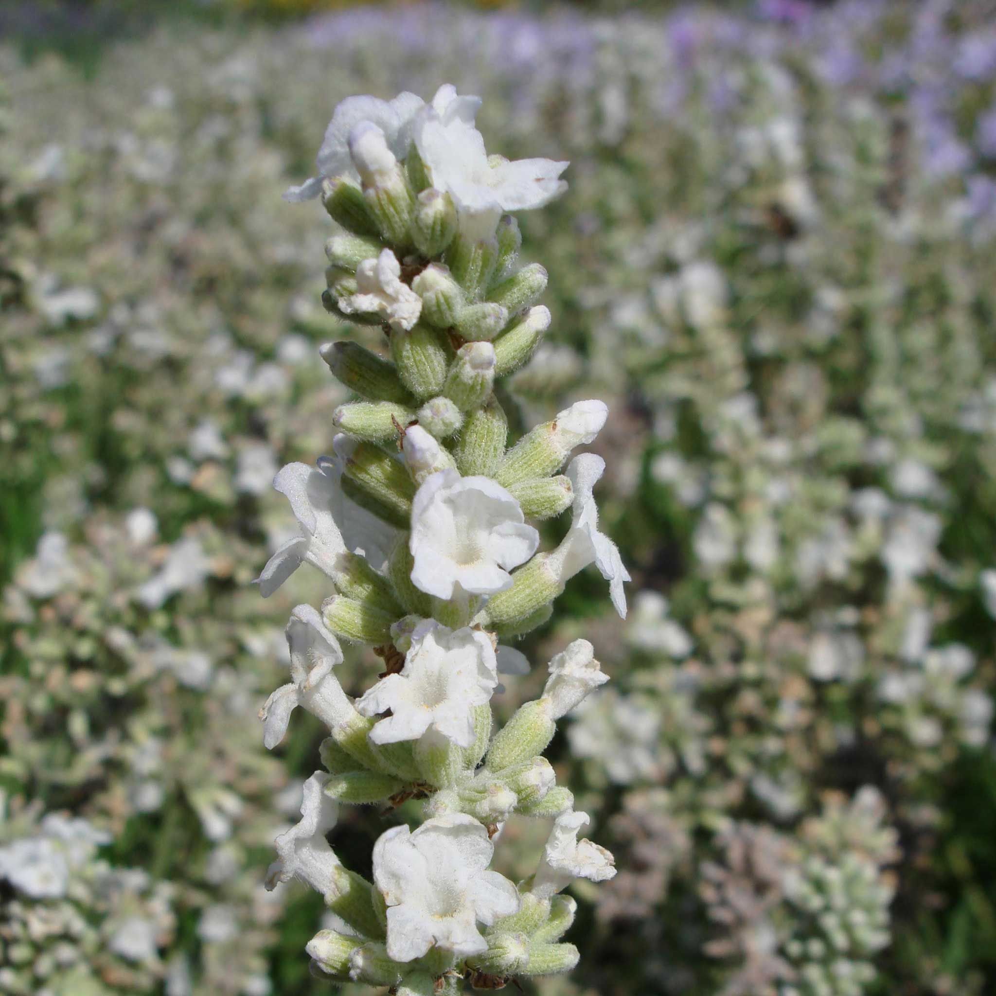 A close-up view of Ellagance Snow lavender flowers with green stems against a blurred background.