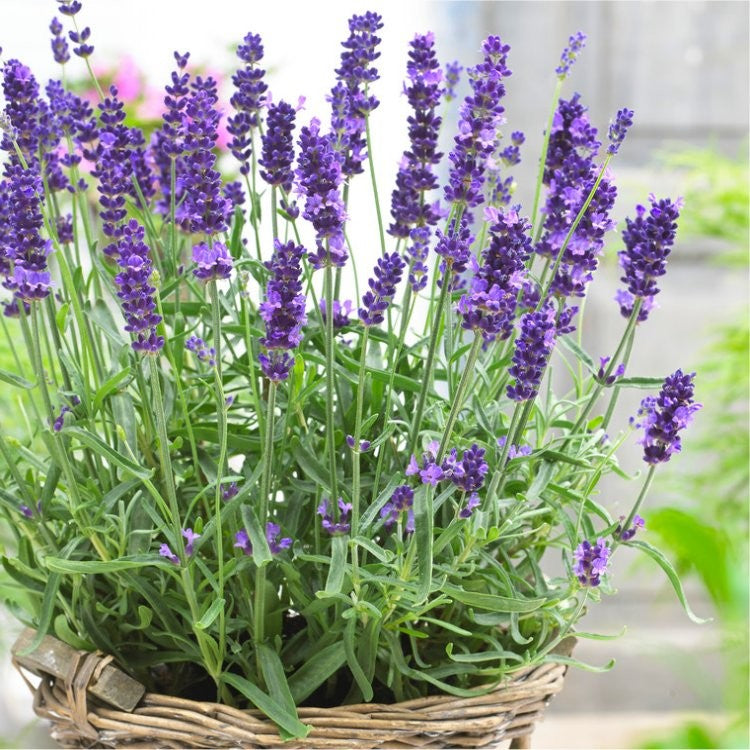 Hidcote Purple Lavender Plants for Sale