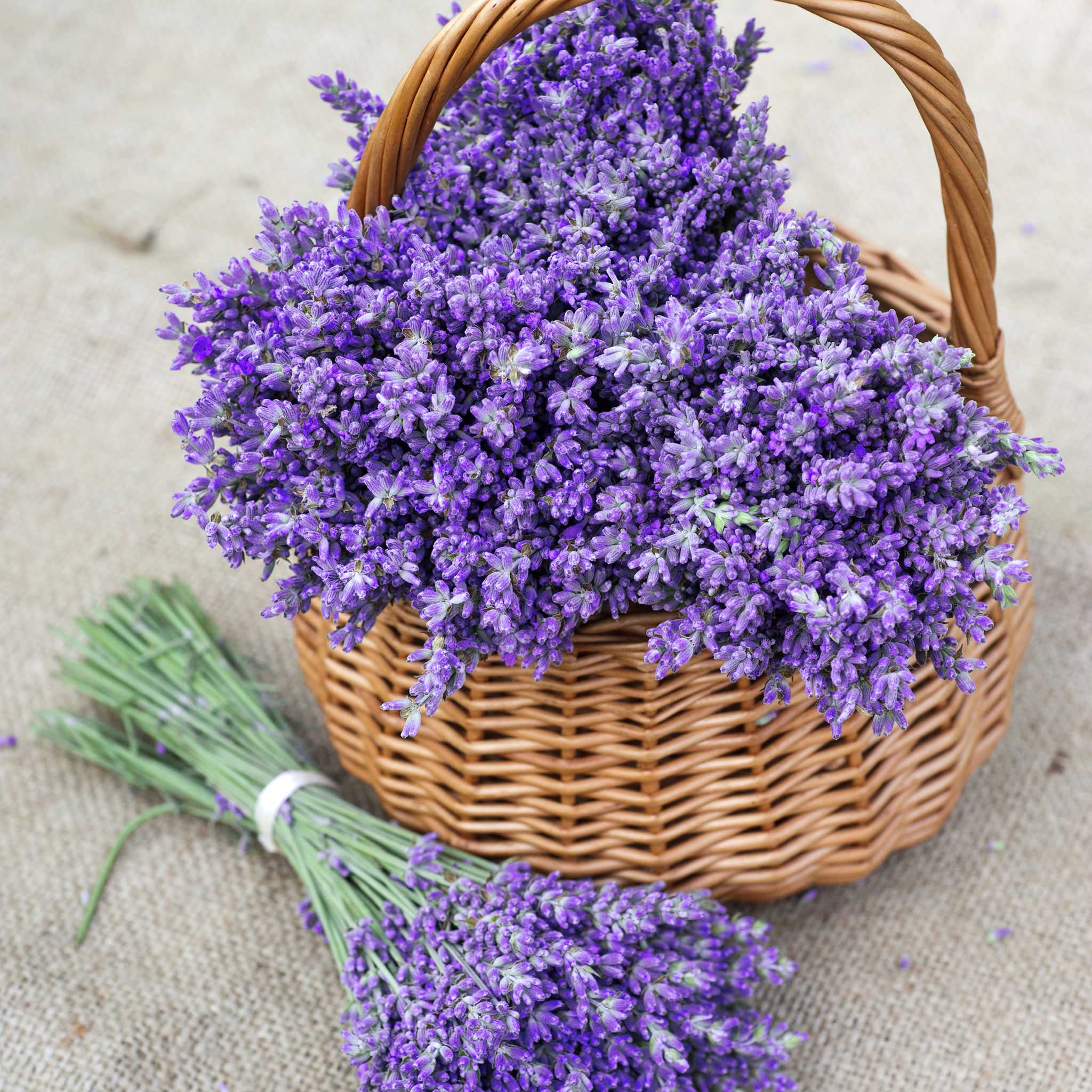 Lavender Flowers Whole, 1/2 LB. – Bulk Herb Store