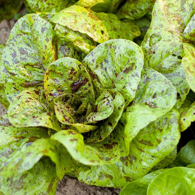 freckles lettuce